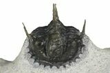 Rare, Proetid (Otarionella) Trilobite - Jebel Oudriss, Morocco #183723-6